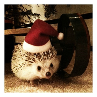 Illustration for article titled Holiday season critters!